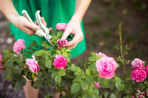 A close-up view of a gardener's hands using pruning shears to trim a lush pink rose bush in a well-maintained garden. The rose bush features vibrant pink flowers and healthy green leaves, situated in a landscaped outdoor space with visible soil and surrounding greenery. In the background, there are additional plants and a blurred garden setting, suggesting an organized and cared-for garden area typical of a professional gardening service. The scene is lit by natural daylight, indicating fair weather and outdoor conditions conducive to gardening activities. This image exemplifies the detailed attention given by Limehouse-based gardeners to plant maintenance and garden care services, emphasizing their expertise in shaping and preserving outdoor spaces in the London Borough of Tower Hamlets.